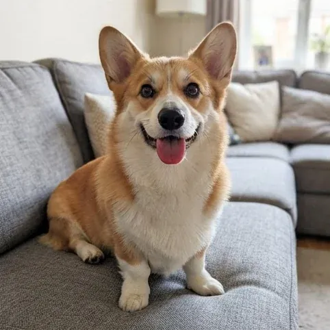 A phone photo of a corgi on a grey sofa, the kind a set is made from